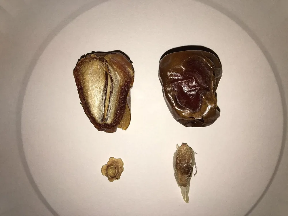 Kurma Sukari Grade A 5kg Ember — Stok Keluarga